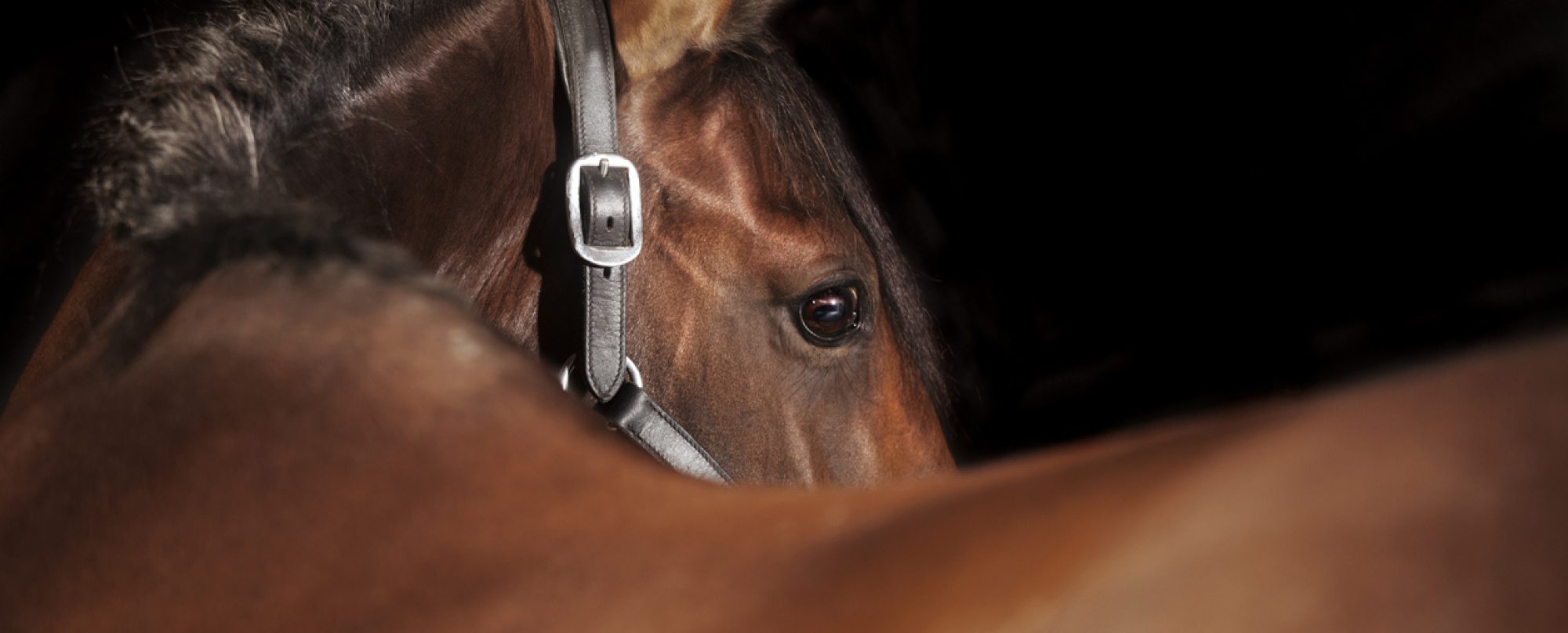 Jasmin Pichler Mentalcoaching Banner